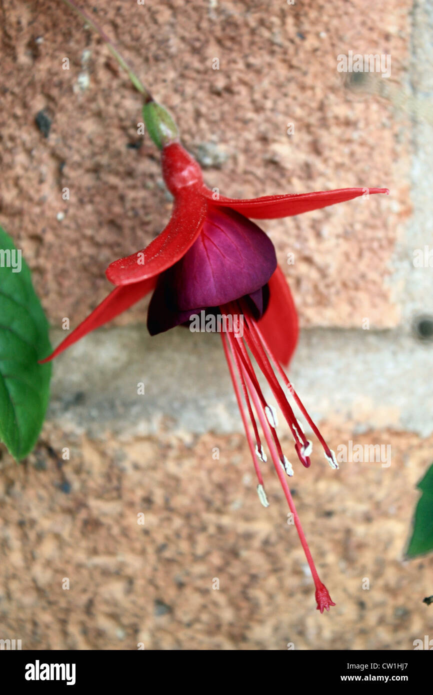 Fuchsia (Lady Boothby) Foto Stock