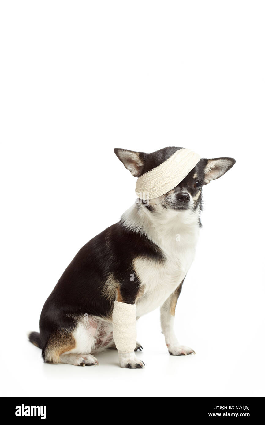 Feriti chihuahua cane con bende su sfondo bianco Foto Stock