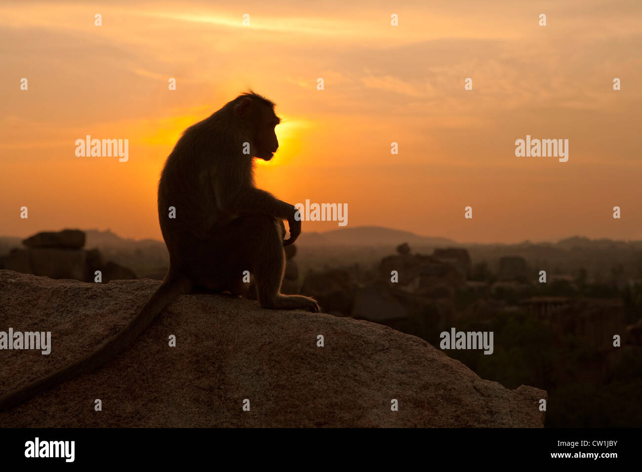 Macaco Rhesus (macaca mulatta) al tramonto su Hemakuta Hill, Getree Peta, adiacente al Tempio Virupaksha, Hampi, India, Asia Foto Stock