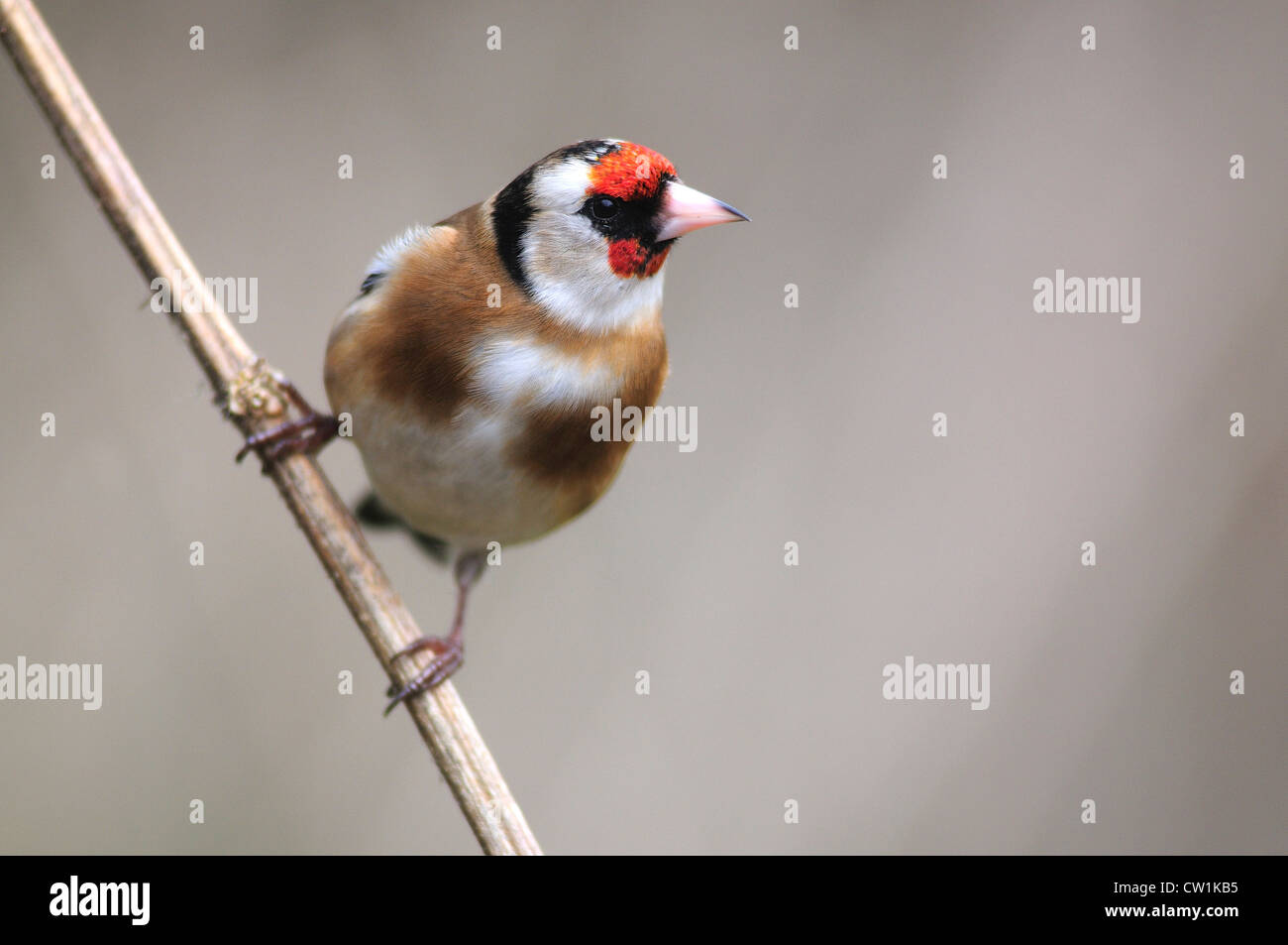 Un cardellino su un gambo morto REGNO UNITO Foto Stock