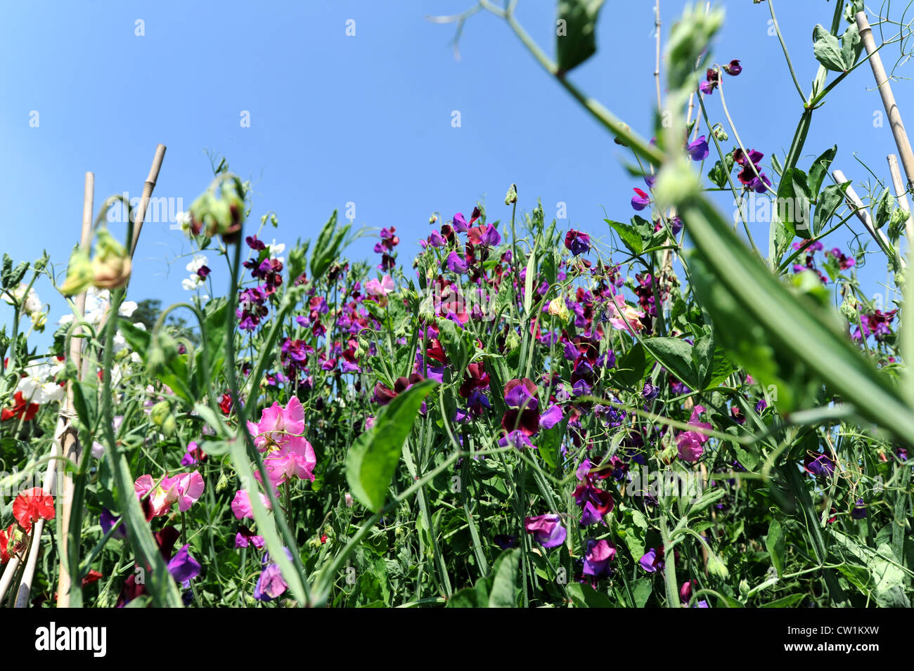 Newick Park Hotel Giardini e tenuta vicino a Lewes piselli dolci Foto Stock