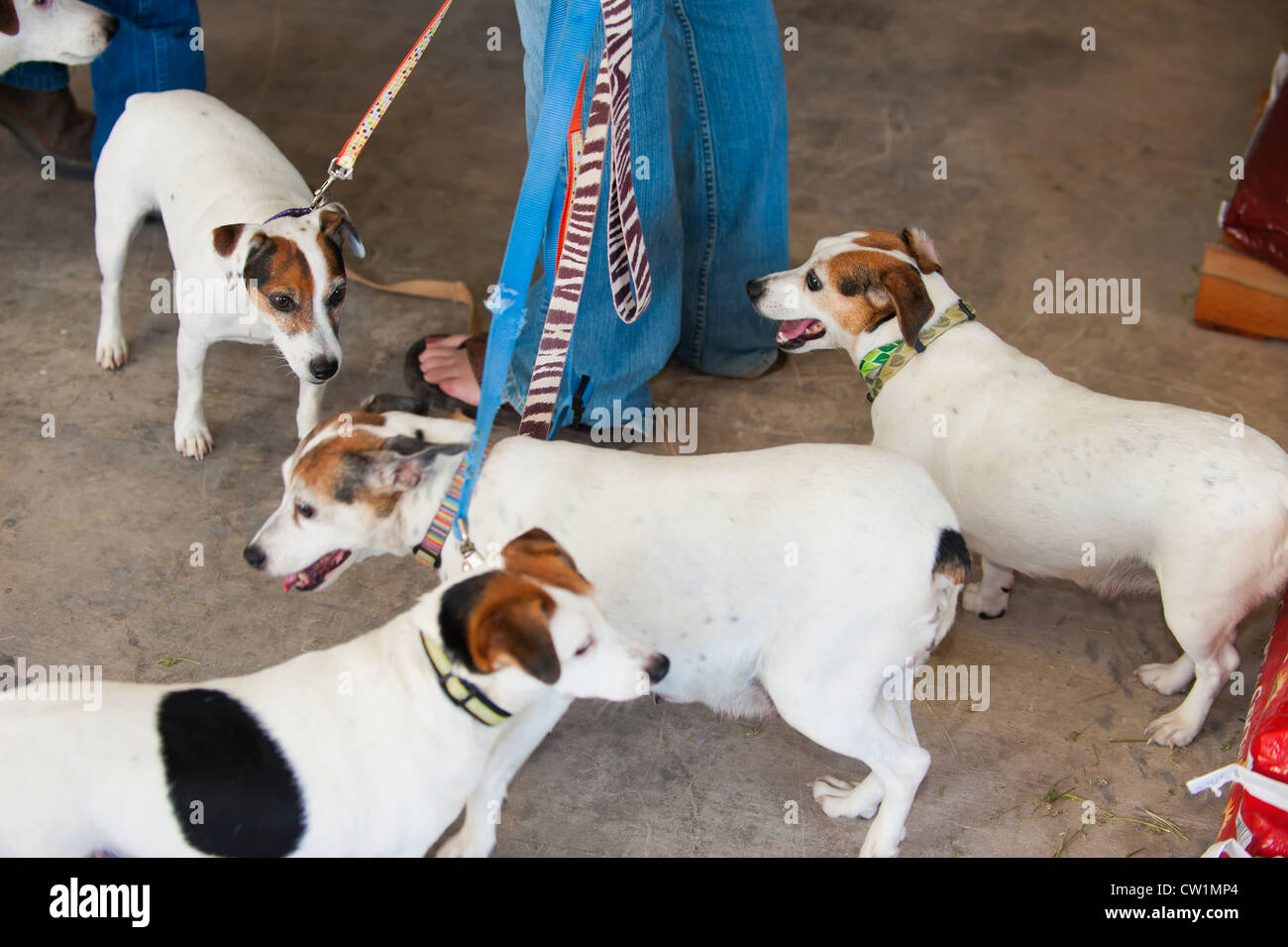 Fat sovrappeso rat terrier cani al guinzaglio a titolo provvisorio clinica di pet in Leakey, Texas, Stati Uniti d'America Foto Stock