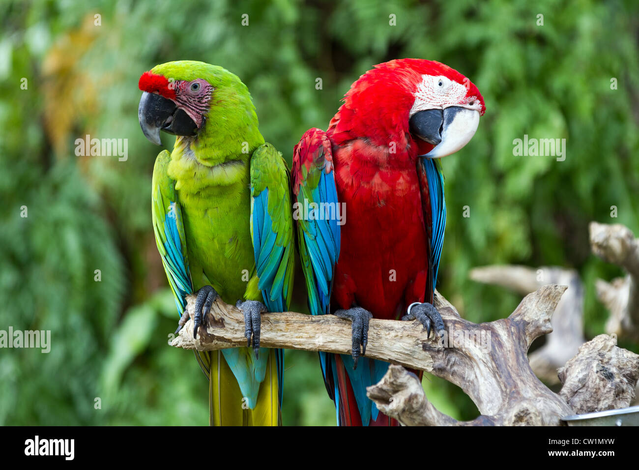 Paio di Green-Winged e grande macaws verde nella natura circostante, Bali, Indonesia Foto Stock