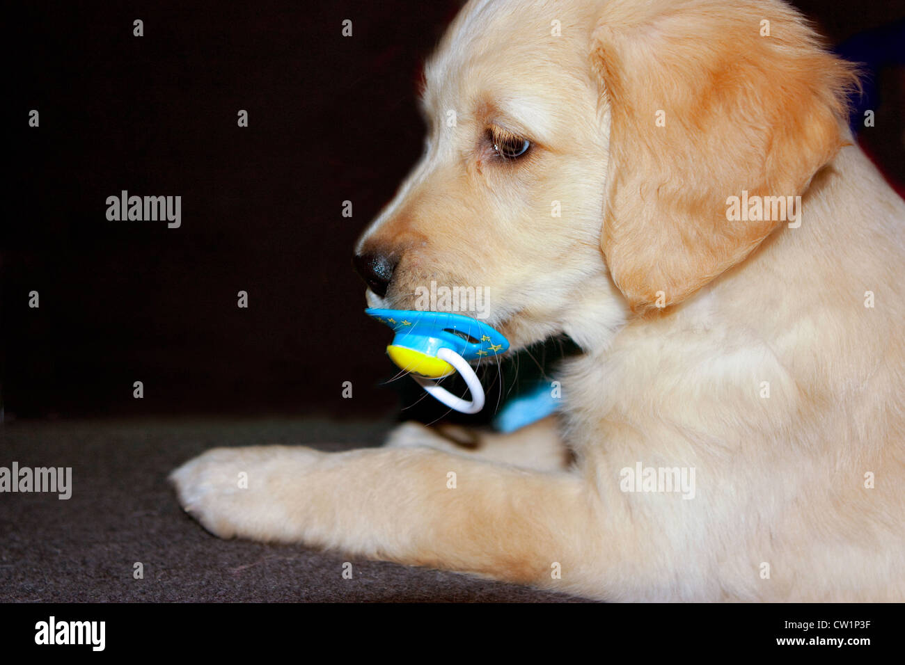 Carino il golden retriever cucciolo di 6 settimane di età Foto Stock