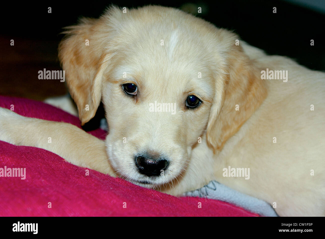 Carino il golden retriever cucciolo di 6 settimane di età Foto Stock