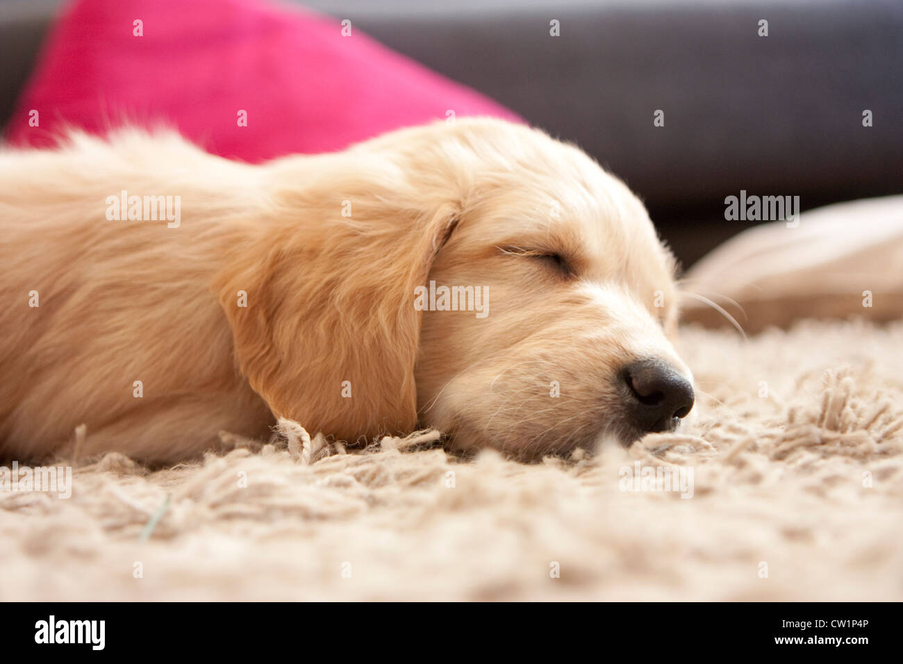 Carino il golden retriever cucciolo di 6 settimane di età in stato di stop Foto Stock