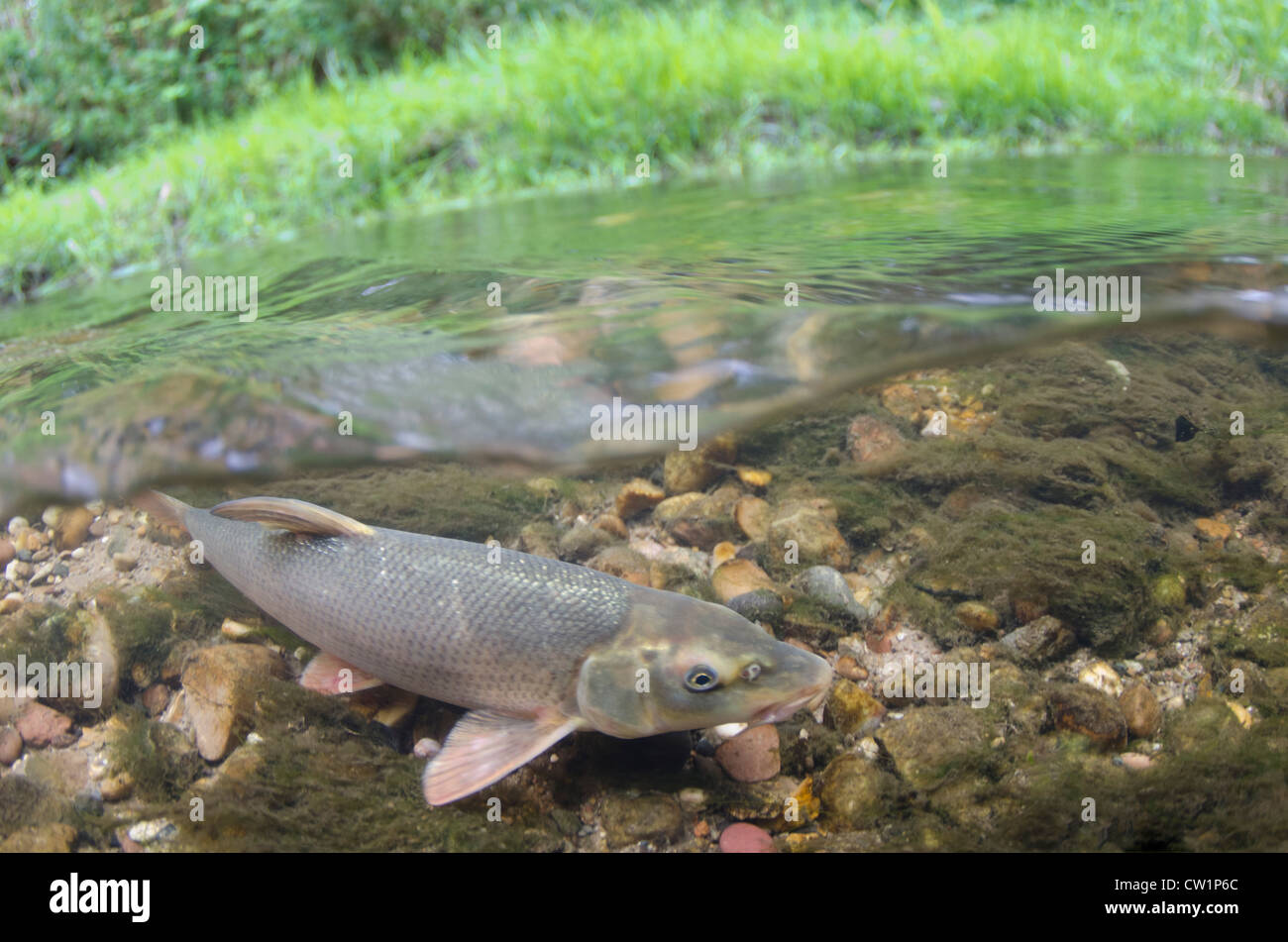 Barbo comune - Barbus barbus Foto Stock