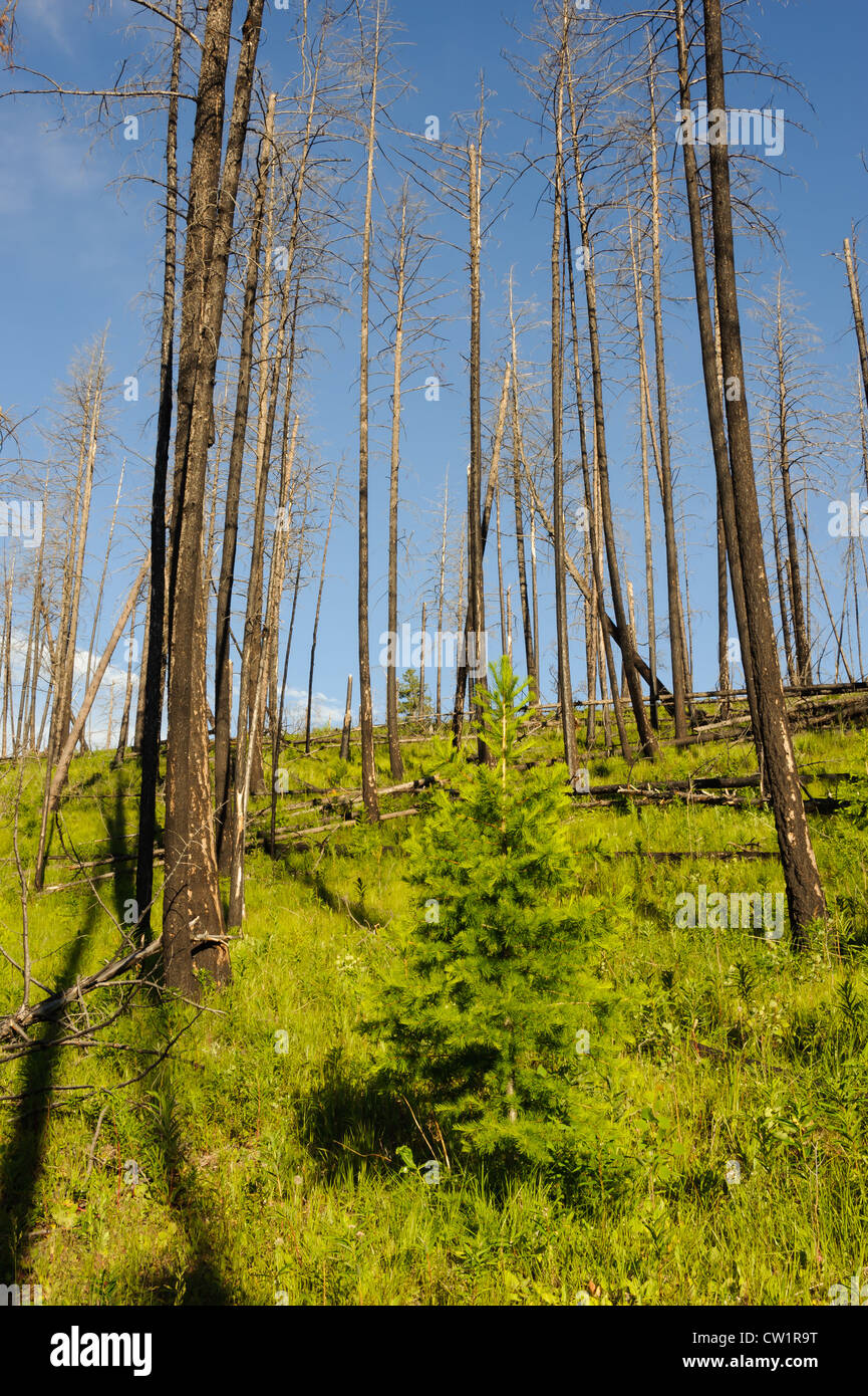 La vegetazione è il recupero in una zona di montagna blu nei pressi di Missoula, Montana devastate dagli incendi forestali nel 2007. Foto Stock