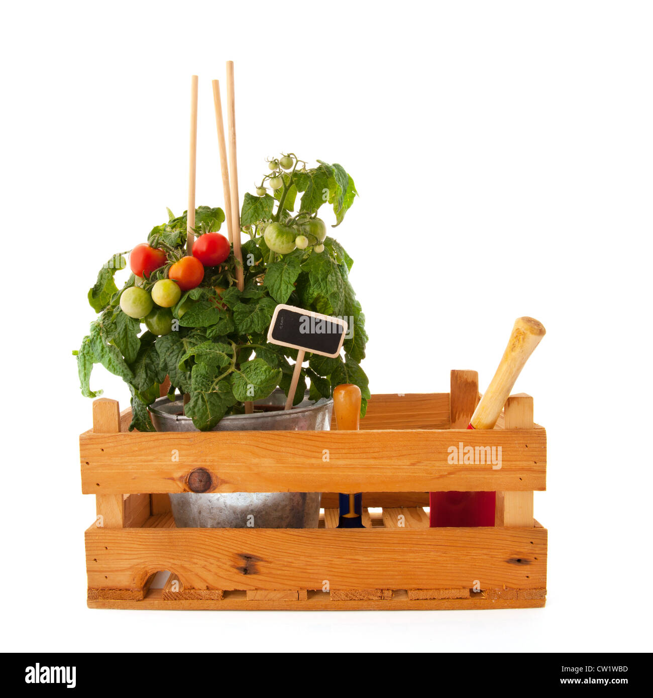 Impianto con pomodori ciliegia in casse di legno Foto Stock