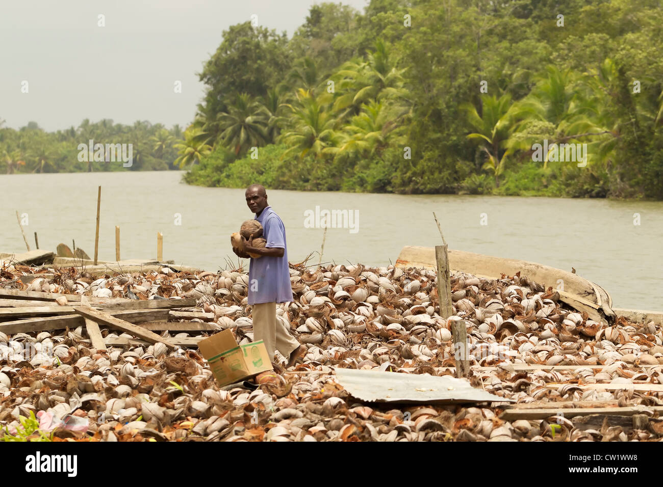 Afroman lavorando sulla banana Isola di Santa Rosa Foto Stock