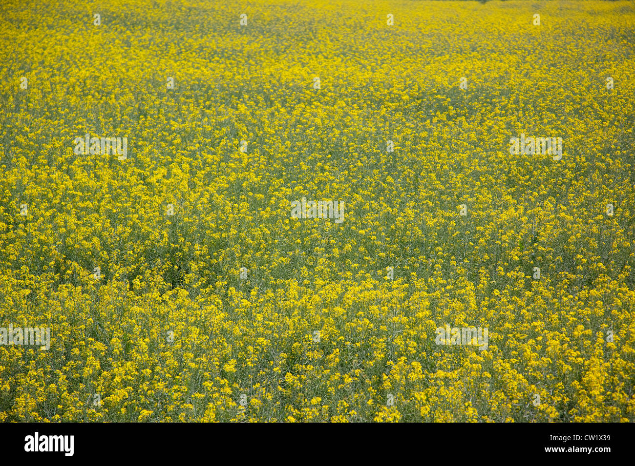 Campo verde di fiori di colore giallo Foto Stock