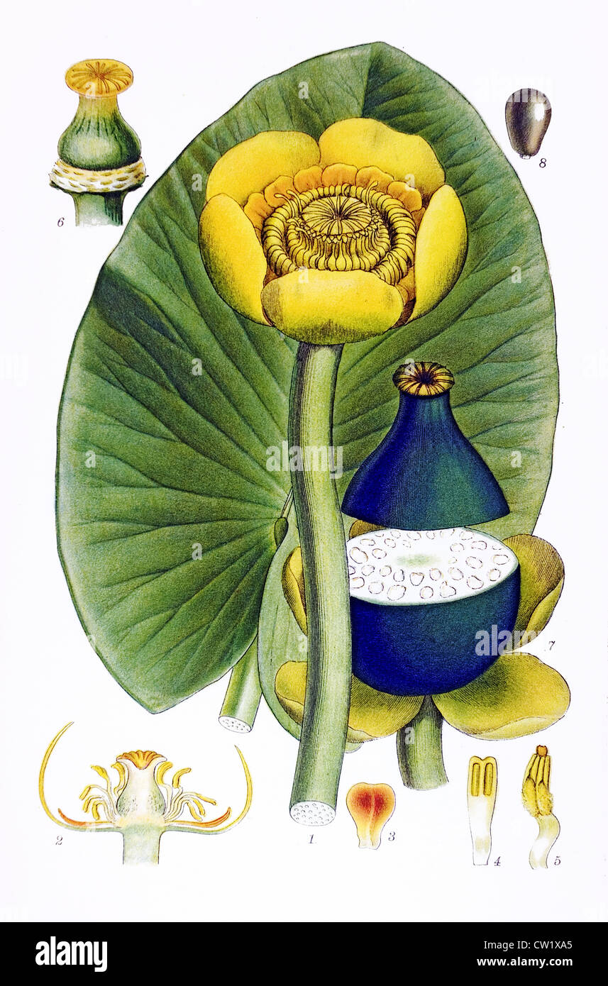 Il giallo pond lily Foto Stock