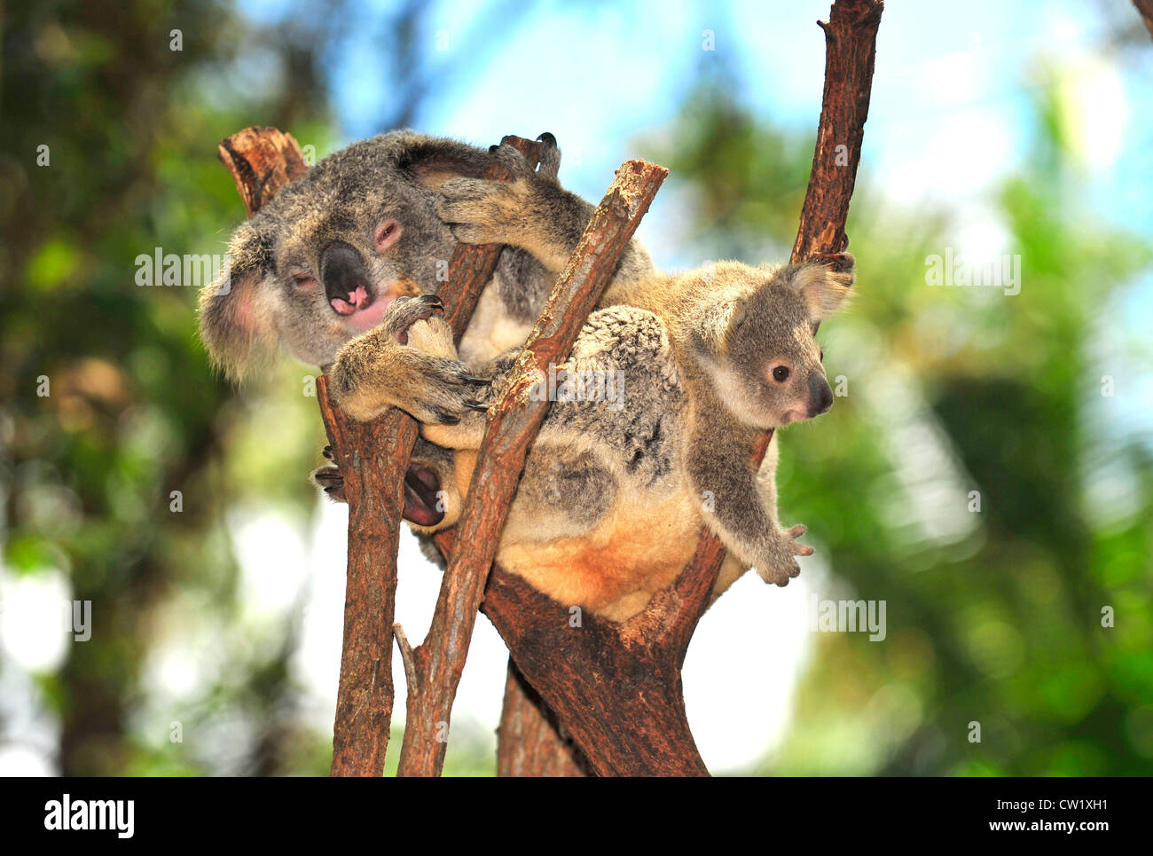 Il koala bear madre con bambino carino joey in eucalipto,Port Macquarie, Nuovo Galles del Sud, Australia.mammifero esotici con struttura ad albero per neonati Foto Stock