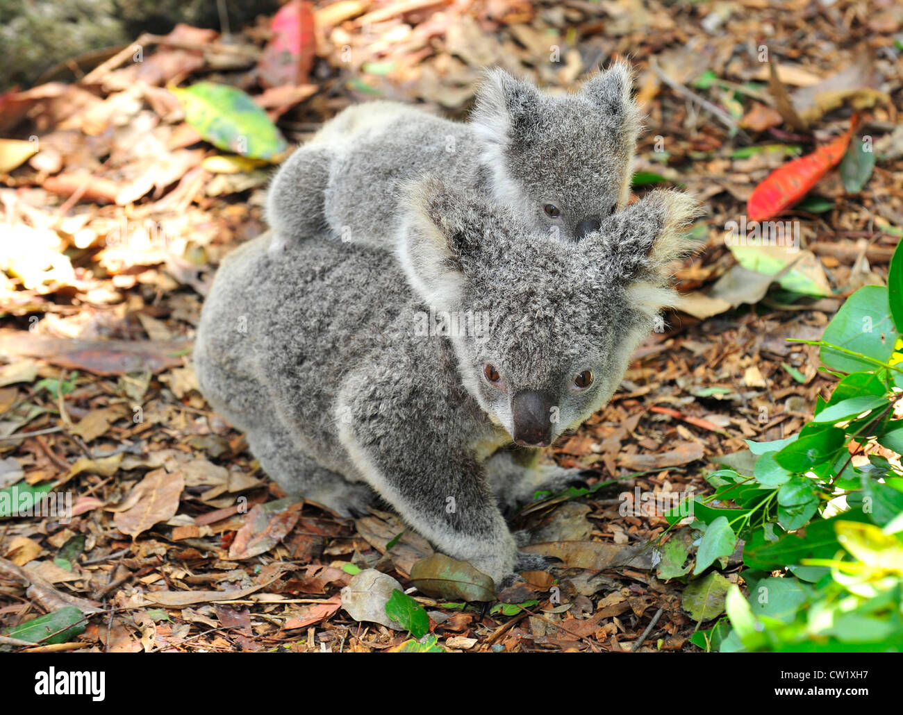 Il koala bear madre con bambino carino joey sulla sua schiena a piedi,Port Macquarie, Nuovo Galles del Sud, Australia.mammifero esotici con un neonato Foto Stock