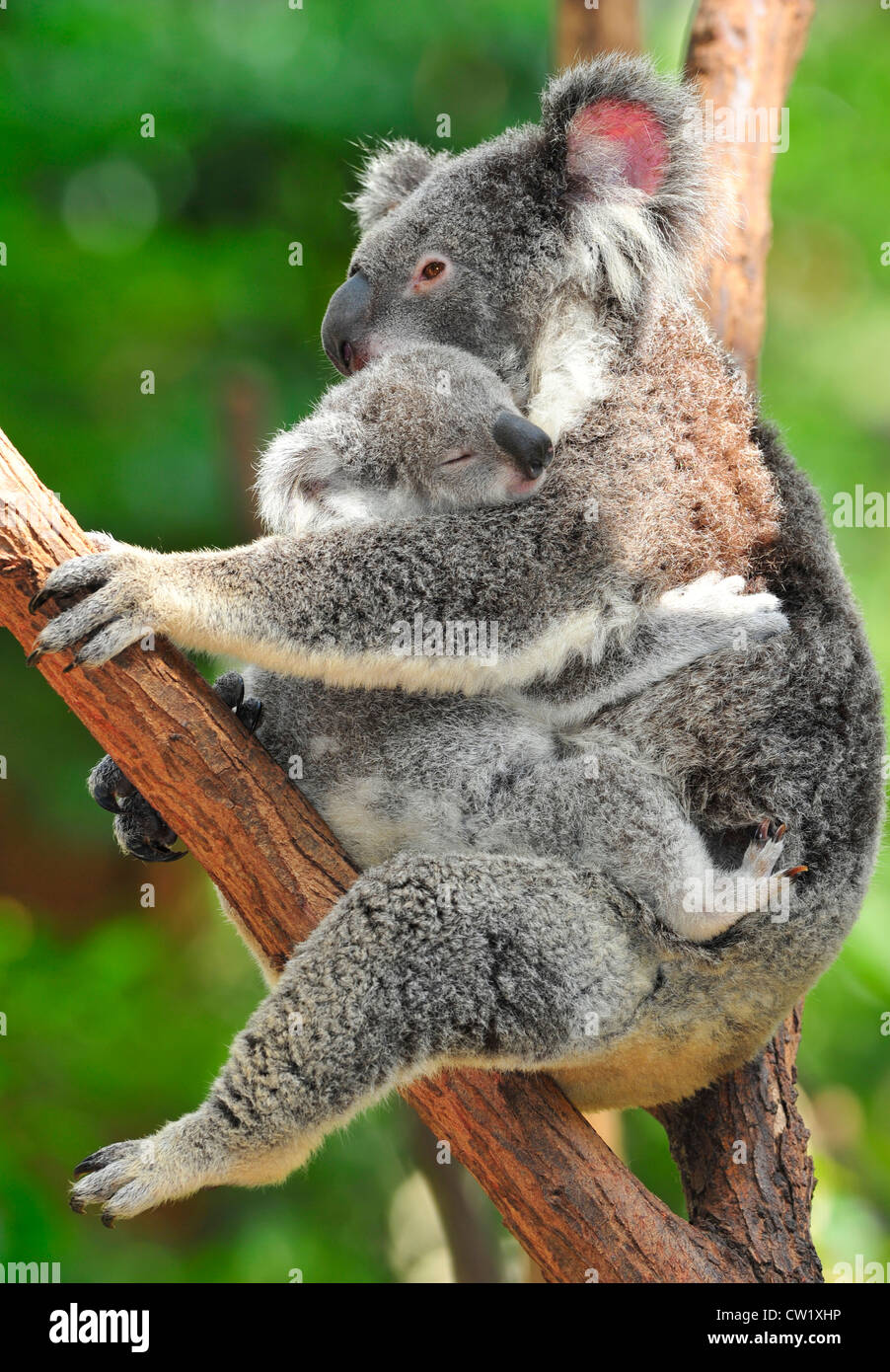 Il koala bear madre holding simpatico baby joey in armi in eucalipto, Nuovo Galles del Sud, Australia.mammifero esotici con un neonato Foto Stock