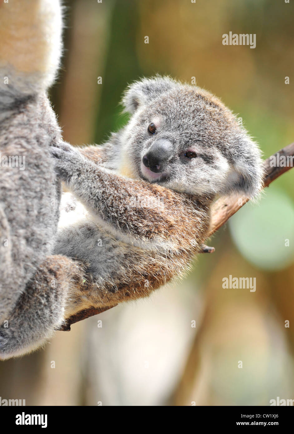 Il koala bear joey / baby appeso sulla sua pelliccia le madri in eucalipto, Port Macquarie, Nuovo Galles del Sud, Australia. Foto Stock