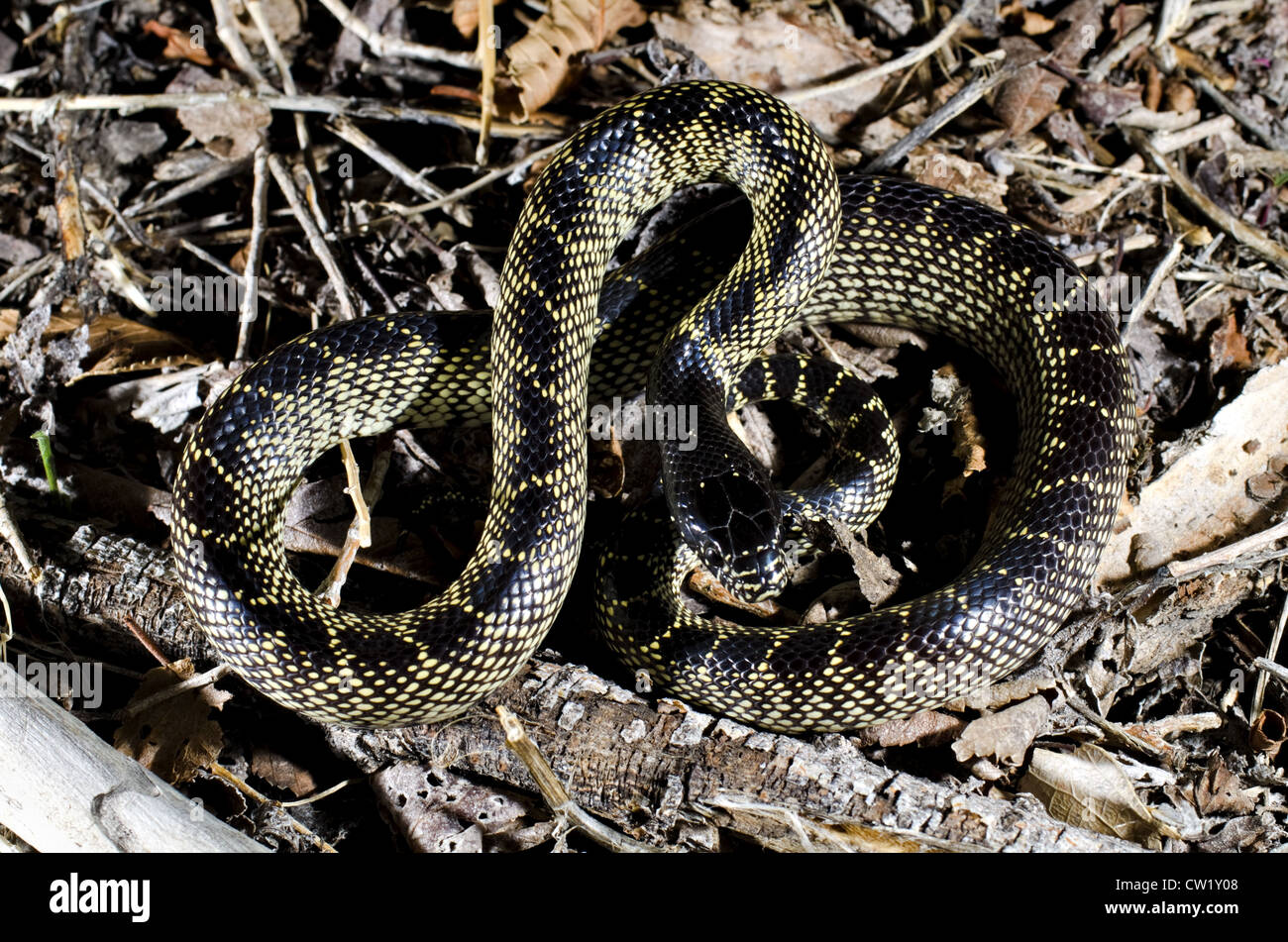 Deserto Kingsnake, (Lampropeltis getula splendida), a nord di San Antonio, Socorro county, Nuovo Messico, Stati Uniti d'America. Foto Stock