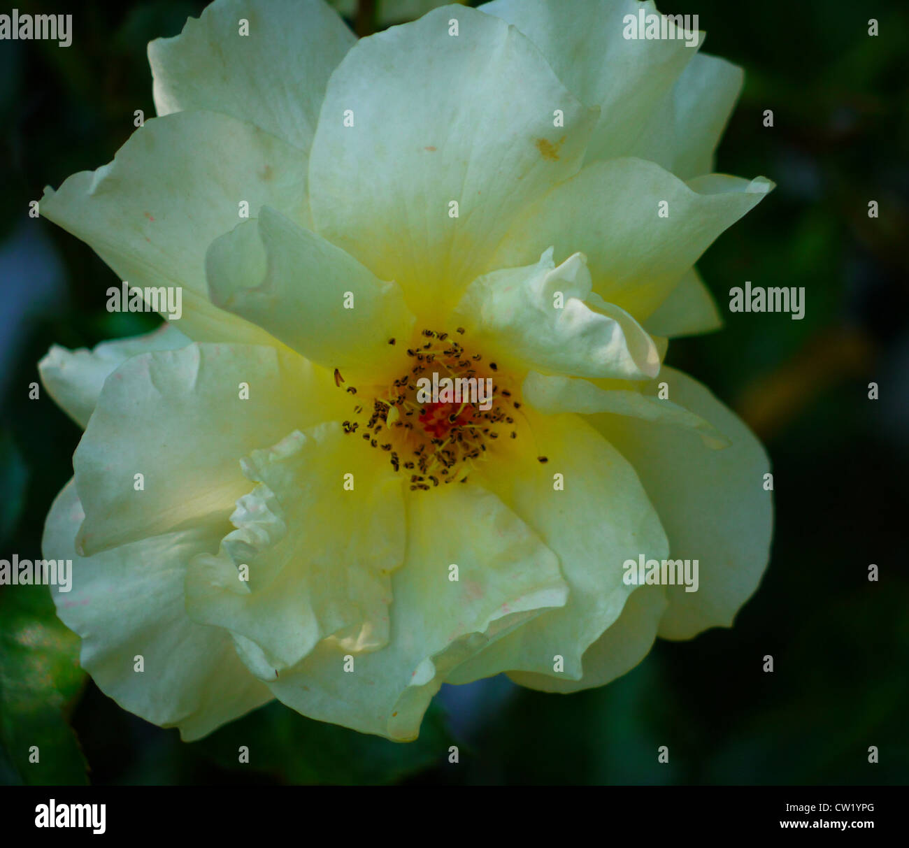 Rosa Bianca con centro di colore giallo Foto Stock