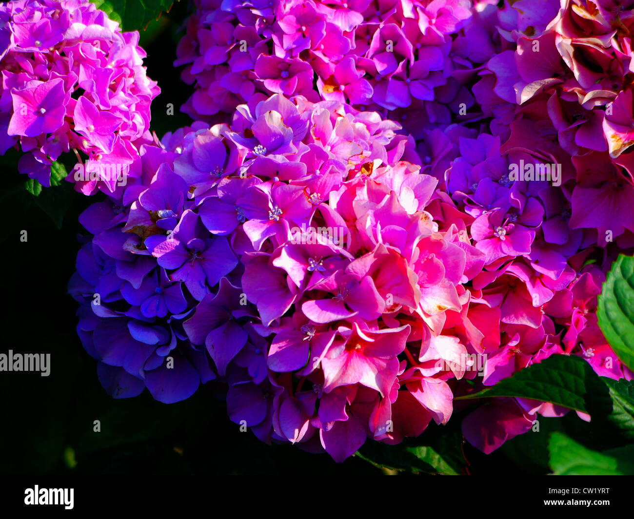 Close-up di ortensie rosa grappoli di fiori Foto Stock