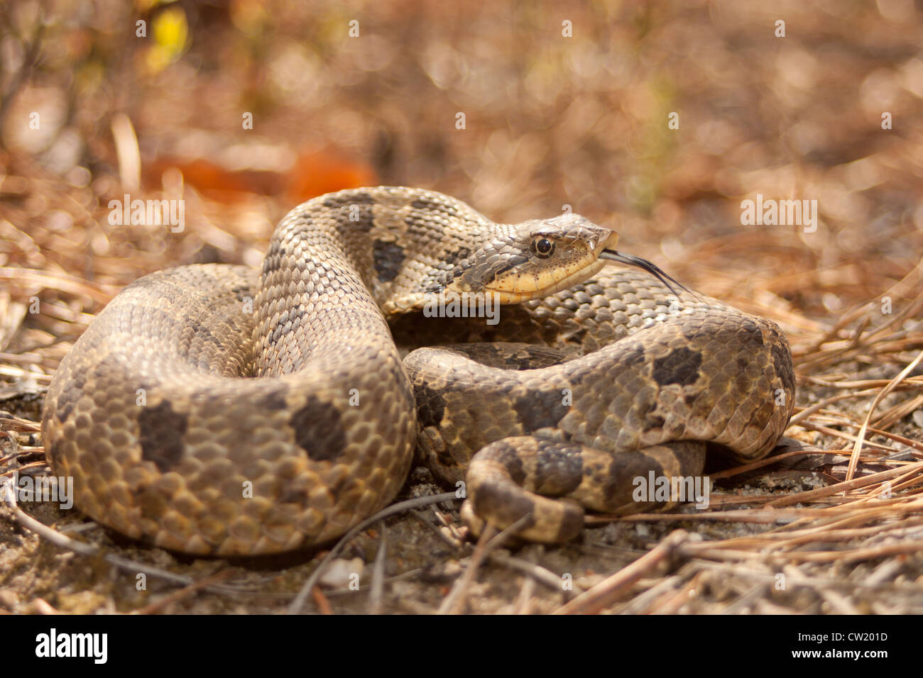 Orientale serpente hognose - Heterodon platyrhinos Foto Stock