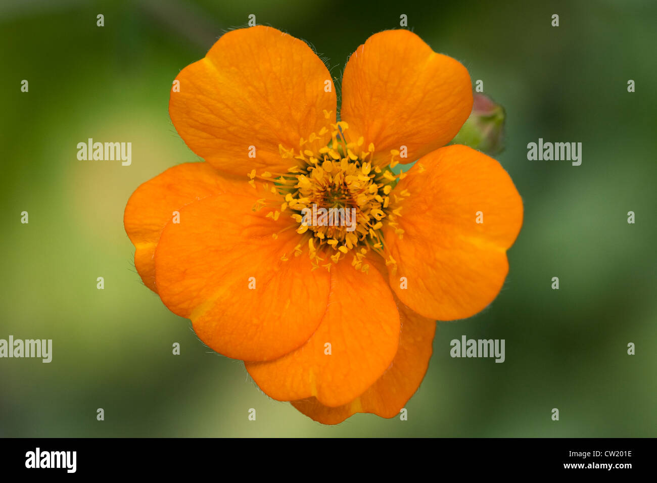 Geum 'Dolly Nord' Fiore Foto Stock