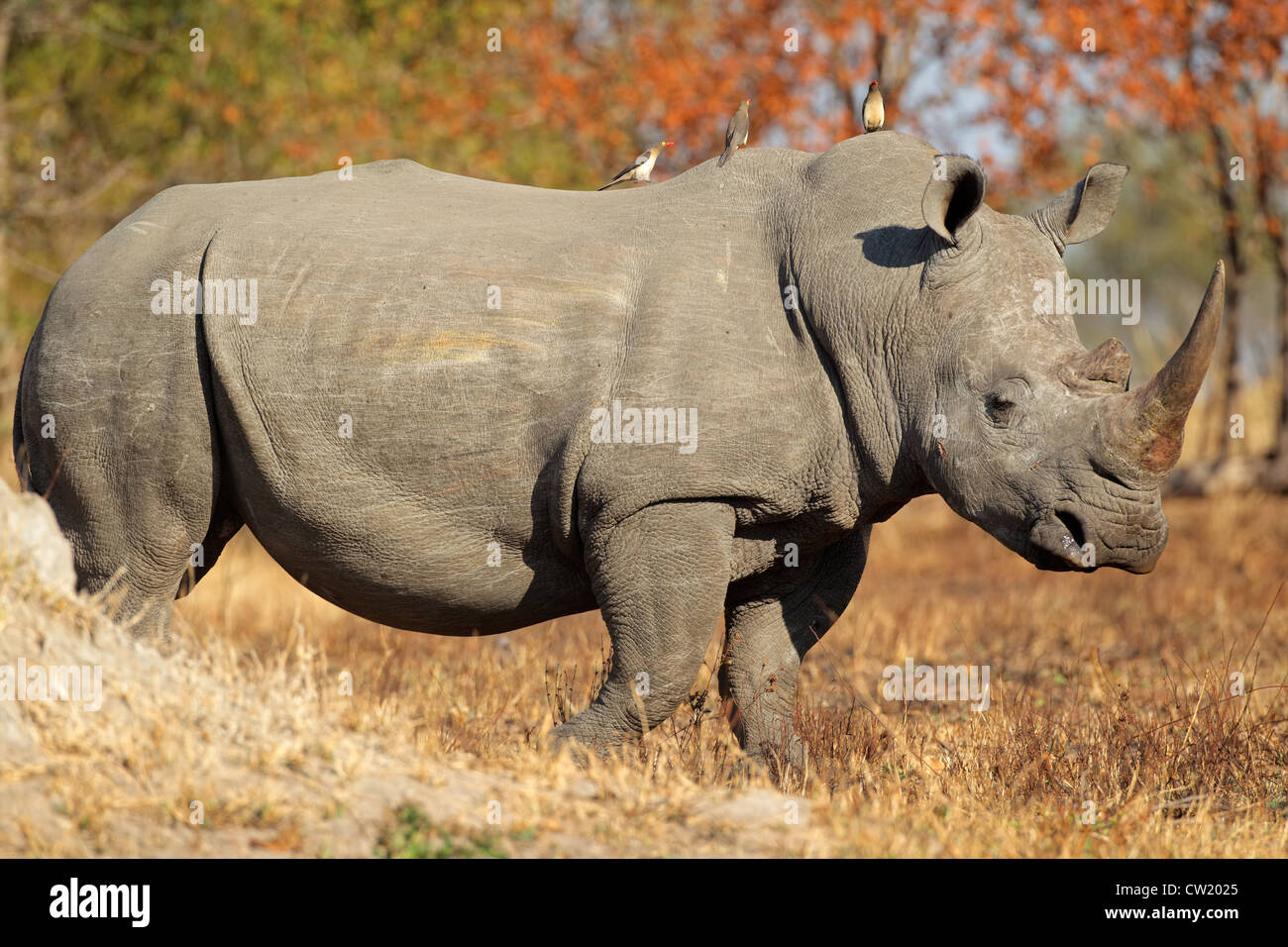 Bianco (piazza-con labbro) rinoceronte (Ceratotherium simum), Sud Africa Foto Stock