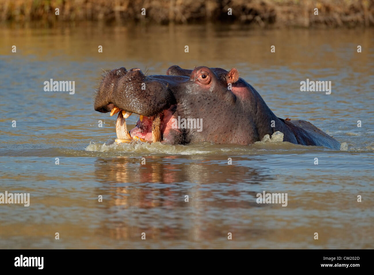 Aggressive (Ippopotamo Hippopotamus amphibius) con montaggio aperto in acqua, Sud Africa Foto Stock