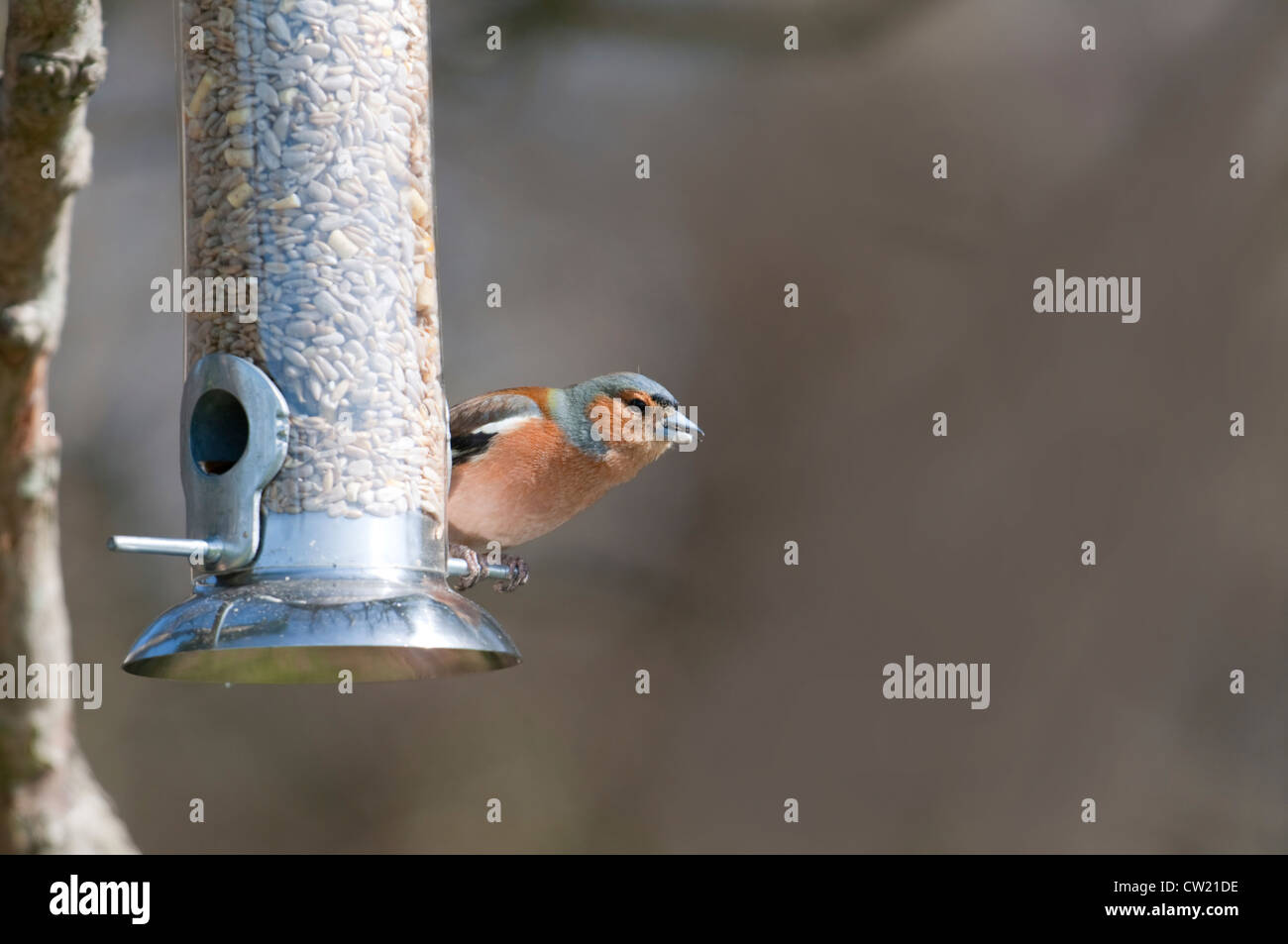 Un maschio di fringuello, Fringilla coelebs, alimentando sui cuori di semi di girasole da appeso un bird feeder, fairlight, Sussex, Regno Unito Foto Stock
