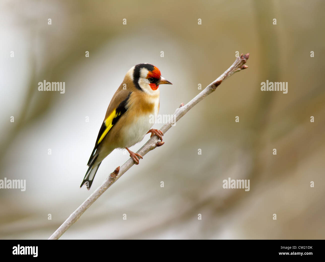 Cardellino appollaiate su un ramo Foto Stock