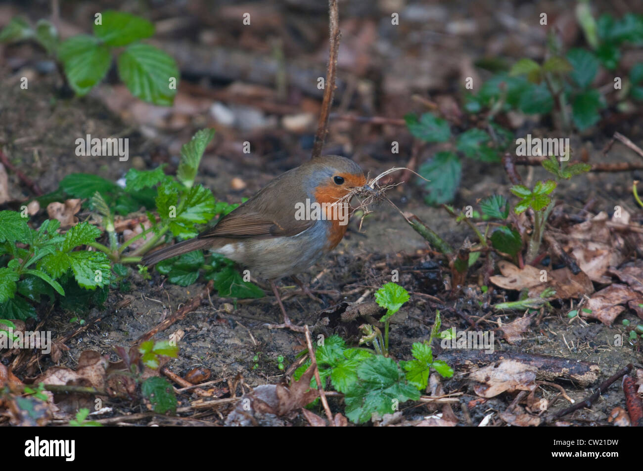 Un robin raccoglie materiale di nidificazione dal suolo, Hastings, Sussex, Regno Unito Foto Stock