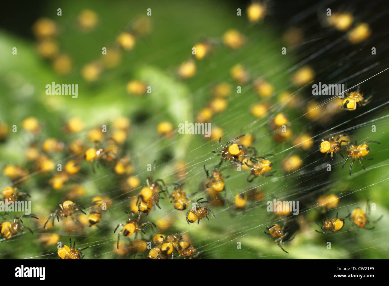 Molti piccoli ragni sono nella propria rete Foto Stock