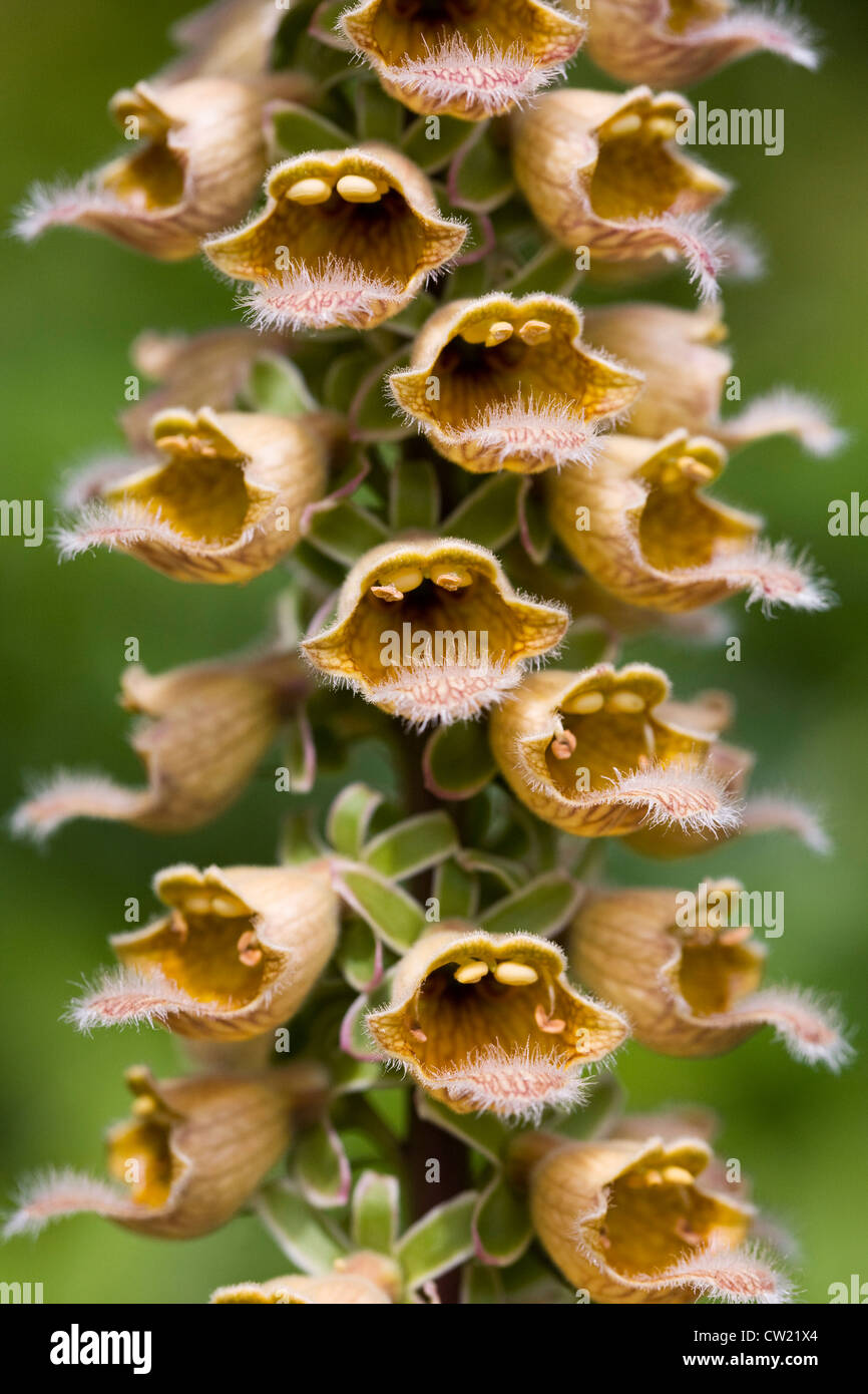 Close up di Digitalis ferruginea. Rusty foxglove. Foto Stock