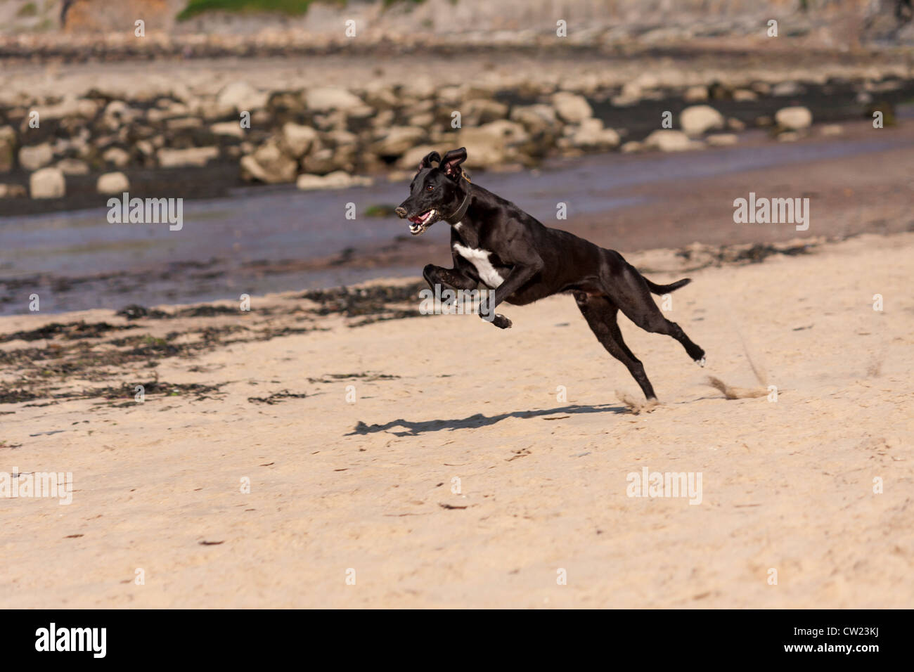 Un veloce cane che corre sulla sabbia. Foto Stock