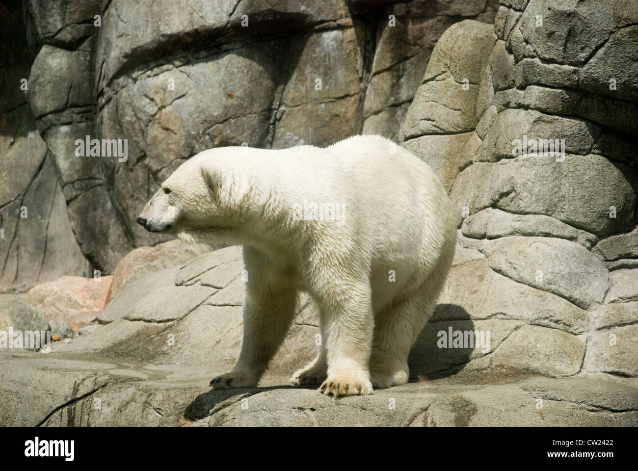 Il grande maschio orso polare di Aalborg Zoo, godendo di un po' di sole Foto Stock