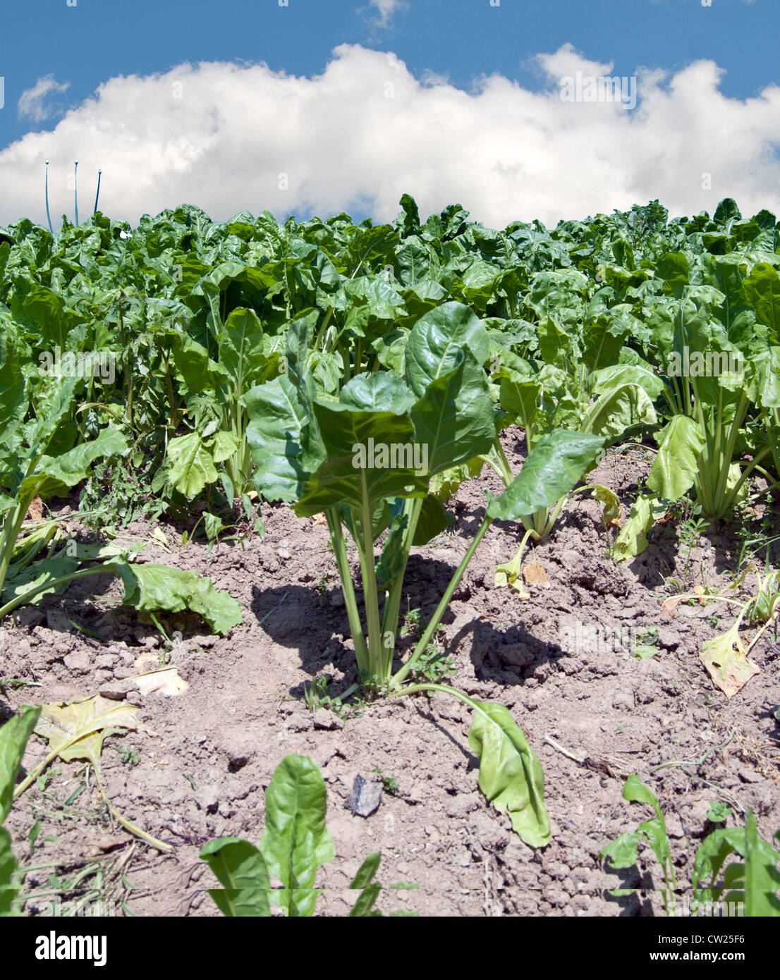 La barbabietola da zucchero campo Foto Stock