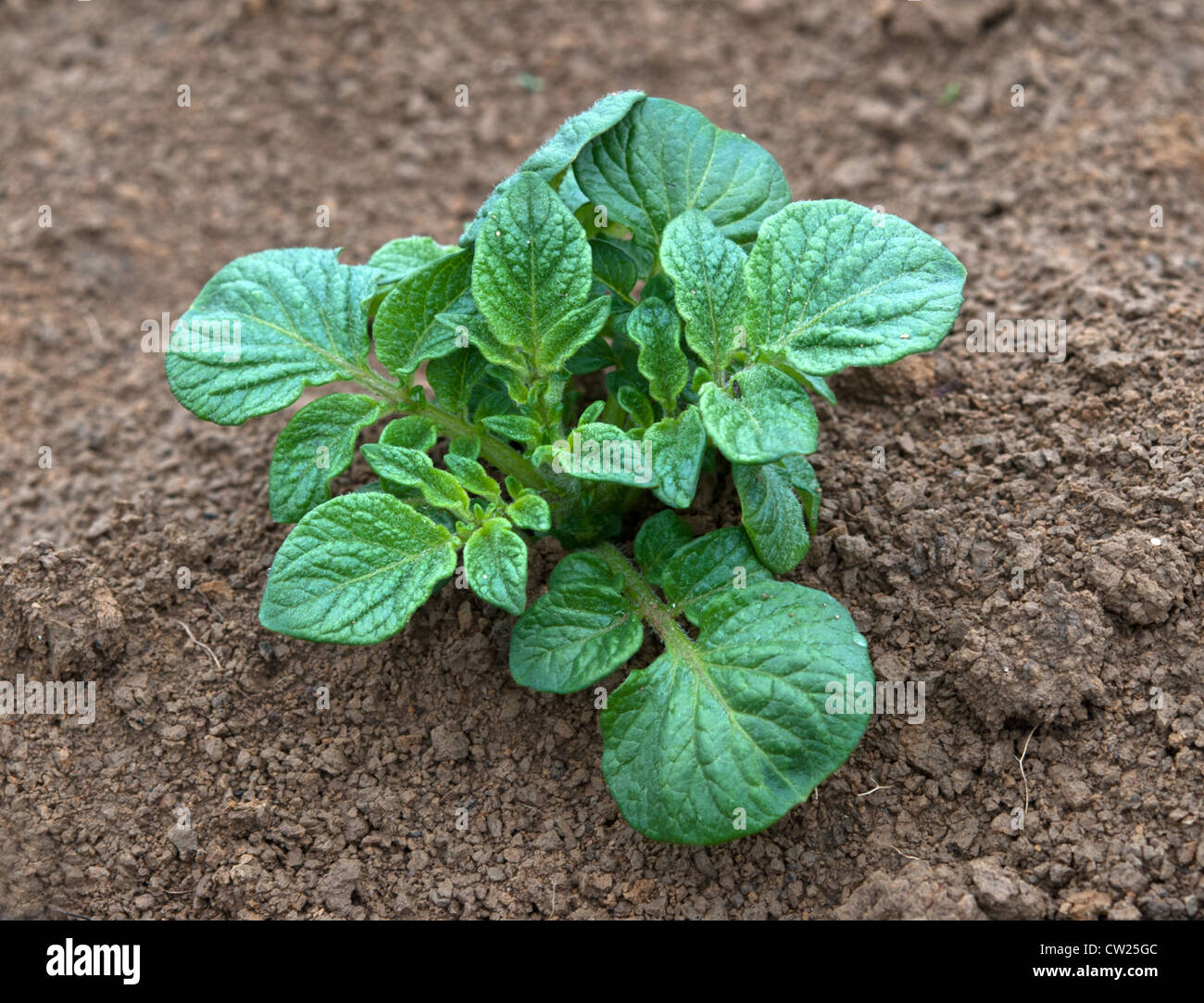Giovani pianta di patata crescente sul letto di verdure Foto Stock