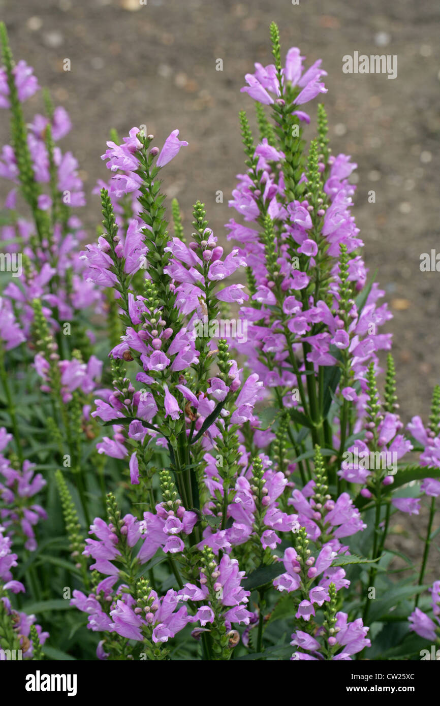 Impianto obbediente o falso Dragonhead, Physostegia virginiana 'Summer guglia', Lippenblütler. Stati Uniti d'America, America del Nord. Foto Stock