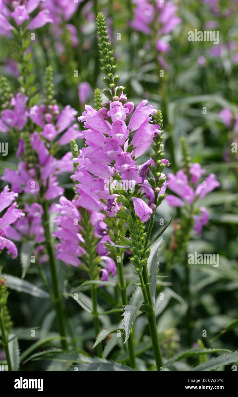 Impianto obbediente o falso Dragonhead, Physostegia virginiana 'Summer guglia', Lippenblütler. Stati Uniti d'America, America del Nord. Foto Stock