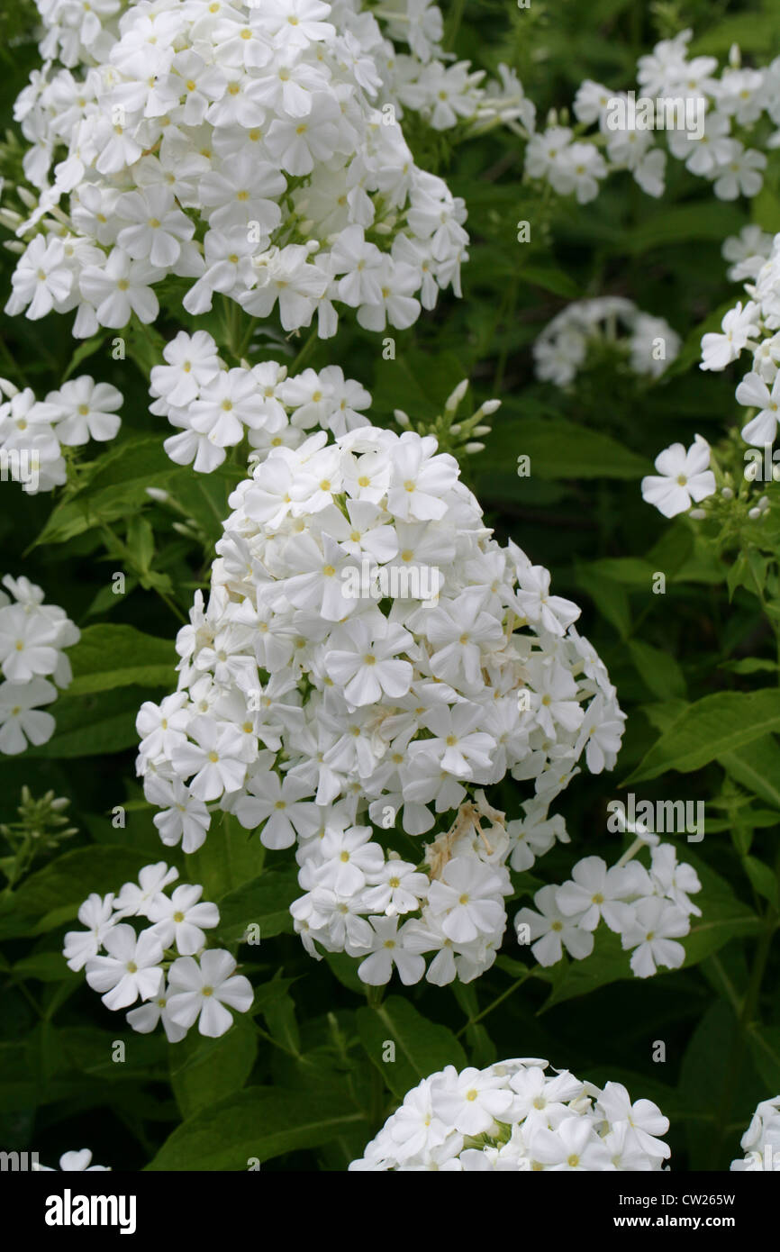 Un giardino bianco Phlox, Phlox paniculata, Polemoniaceae. Foto Stock