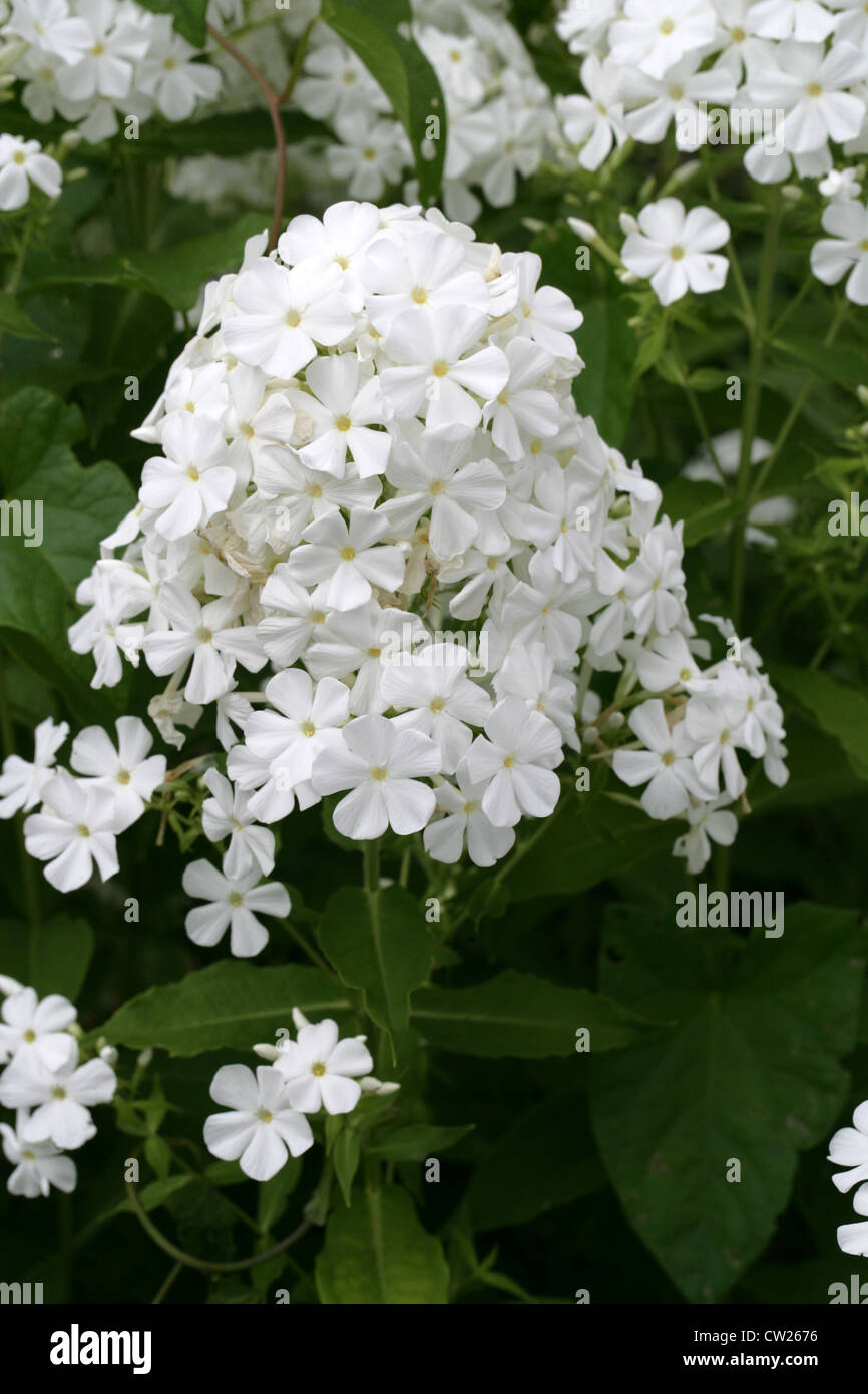 Un giardino bianco Phlox, Phlox paniculata, Polemoniaceae. Foto Stock