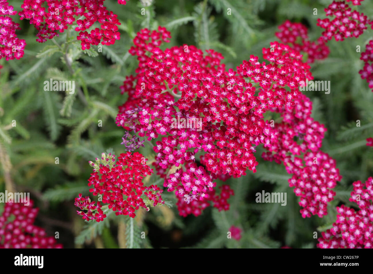 Yarrow var 'Paprika', Achillea millefolium, Asteraceae (Compositae). Foto Stock