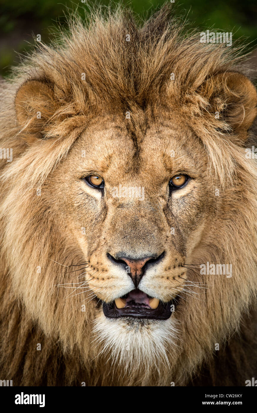 Close up dei maschi di Lion's face Foto Stock