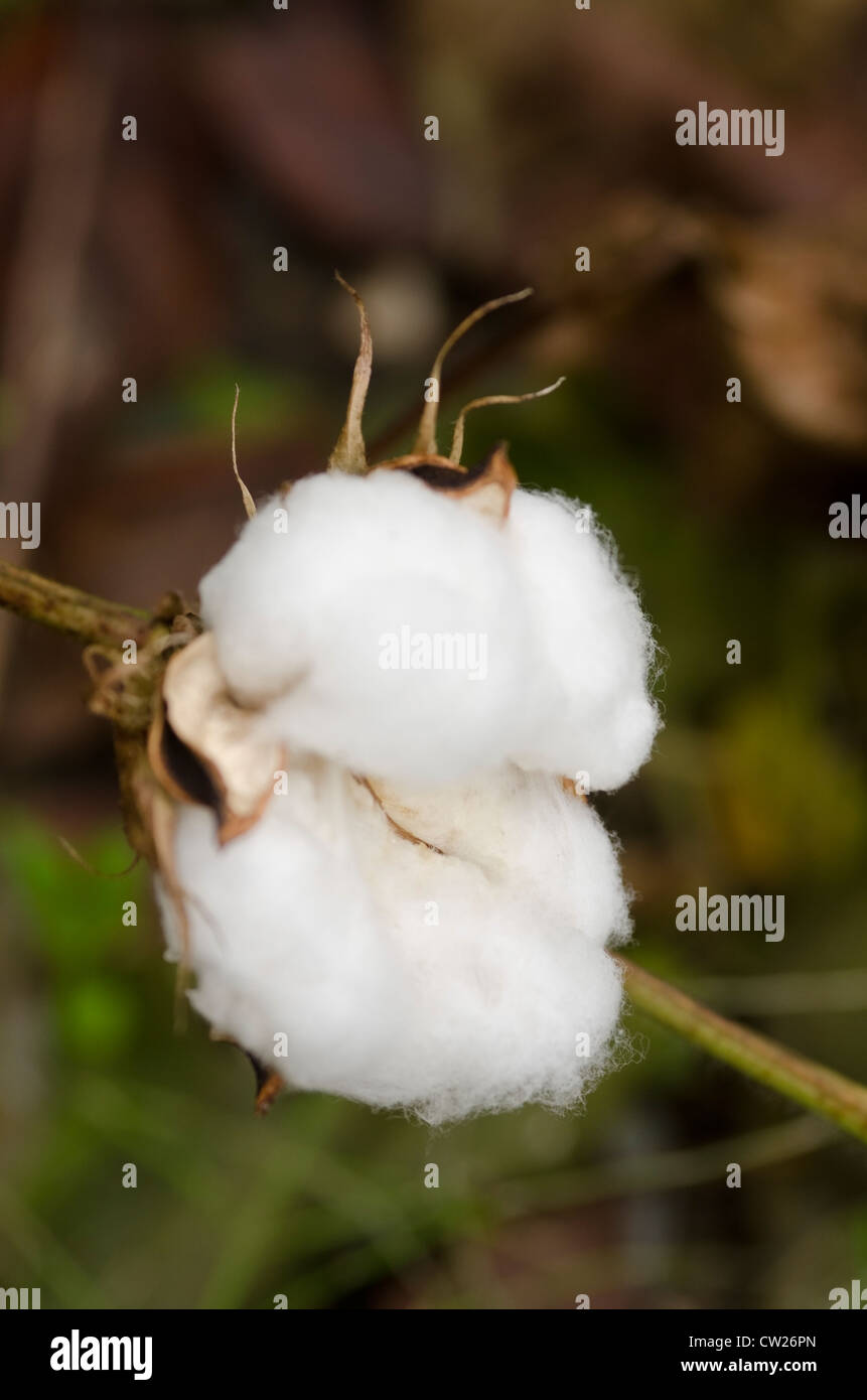Primo piano di una pianta di cotone, gossypium, al tempo del raccolto Foto Stock