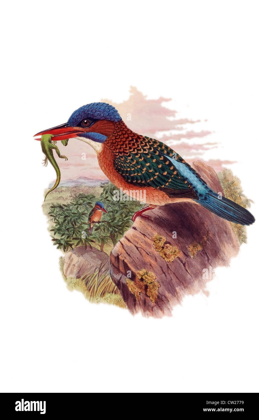 Illustrazione della Hombron's Kingfisher o Blu-capped Kingfisher, con lucertola catturato nel becco; endemica delle Filippine. Foto Stock