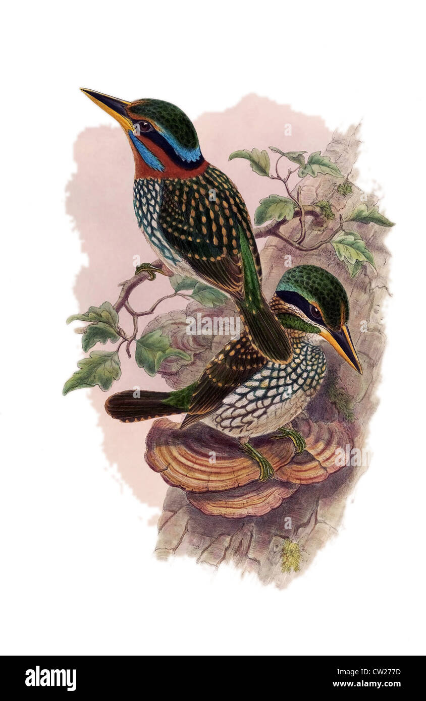 Illustrazione del Legno macchiato Kingfisher è endemica nelle Filippine. Foto Stock