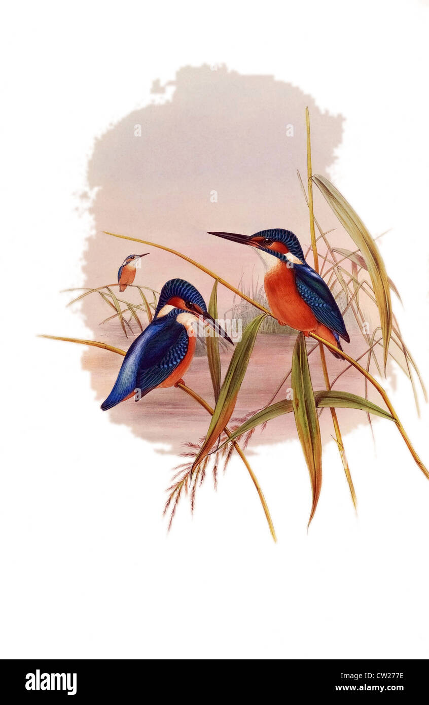 Illustrazione del bianco-throated Kingfisher,Bianco-breasted Kingfisher o Smirne Kingfisher trovato da euroasia di asia del sud Foto Stock