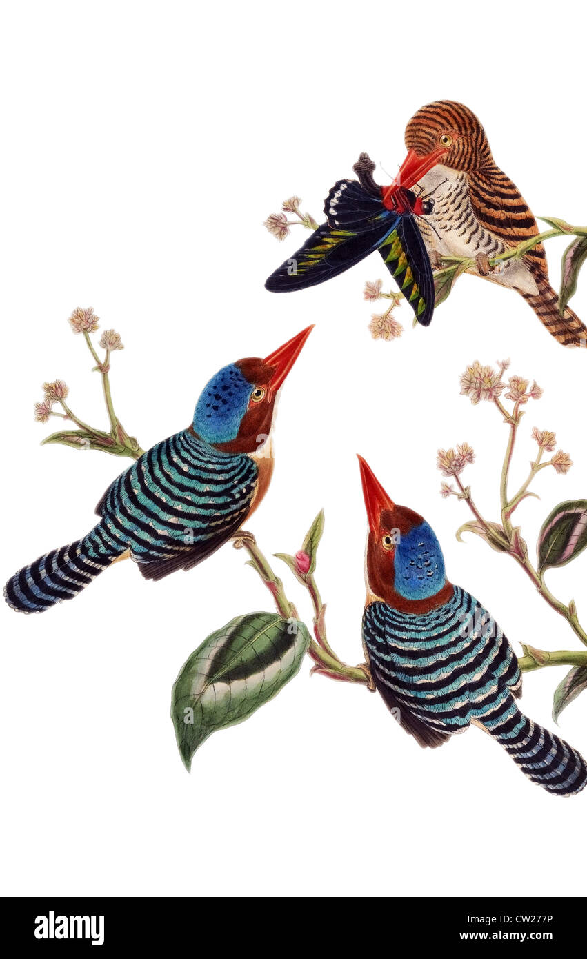 Illustrazione della nastrare Kingfisher, trovati in Myanmar, Thailandia, Cambogia, Vietnam, Laos, Malaysia, Sumatra, Java e Brunei. Foto Stock
