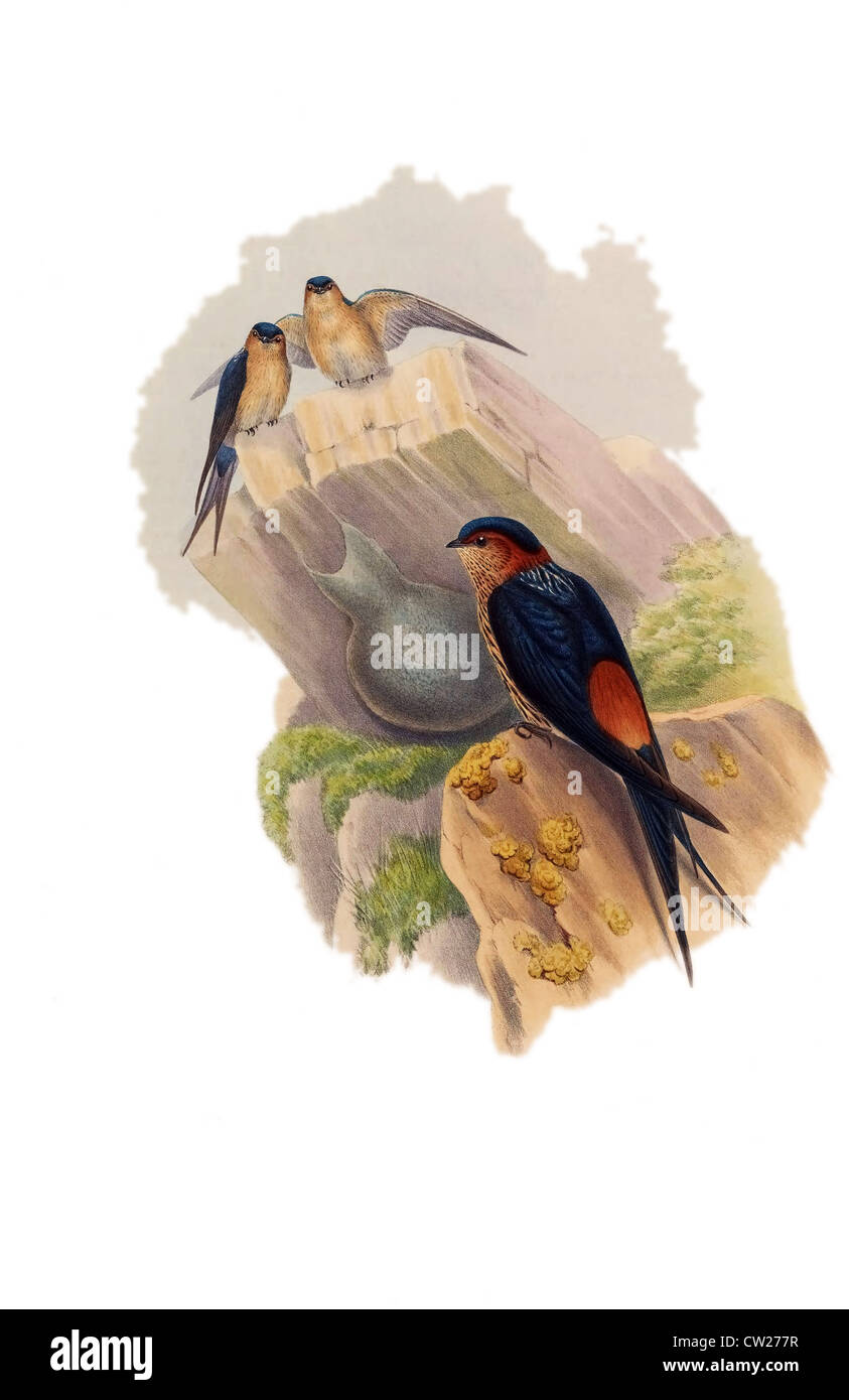 Illustrazione della minore striati Swallow, trovato in open, spesso nelle zone collinari del Sud e del sud-est asiatico in India e di Taiwan Foto Stock
