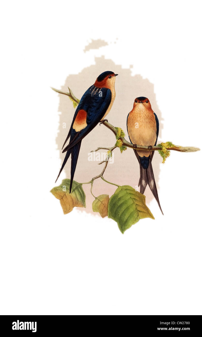 Illustrazione del rosso-rumped Swallow rufula, due uccelli - maschio - femmina su un ramo. Foto Stock