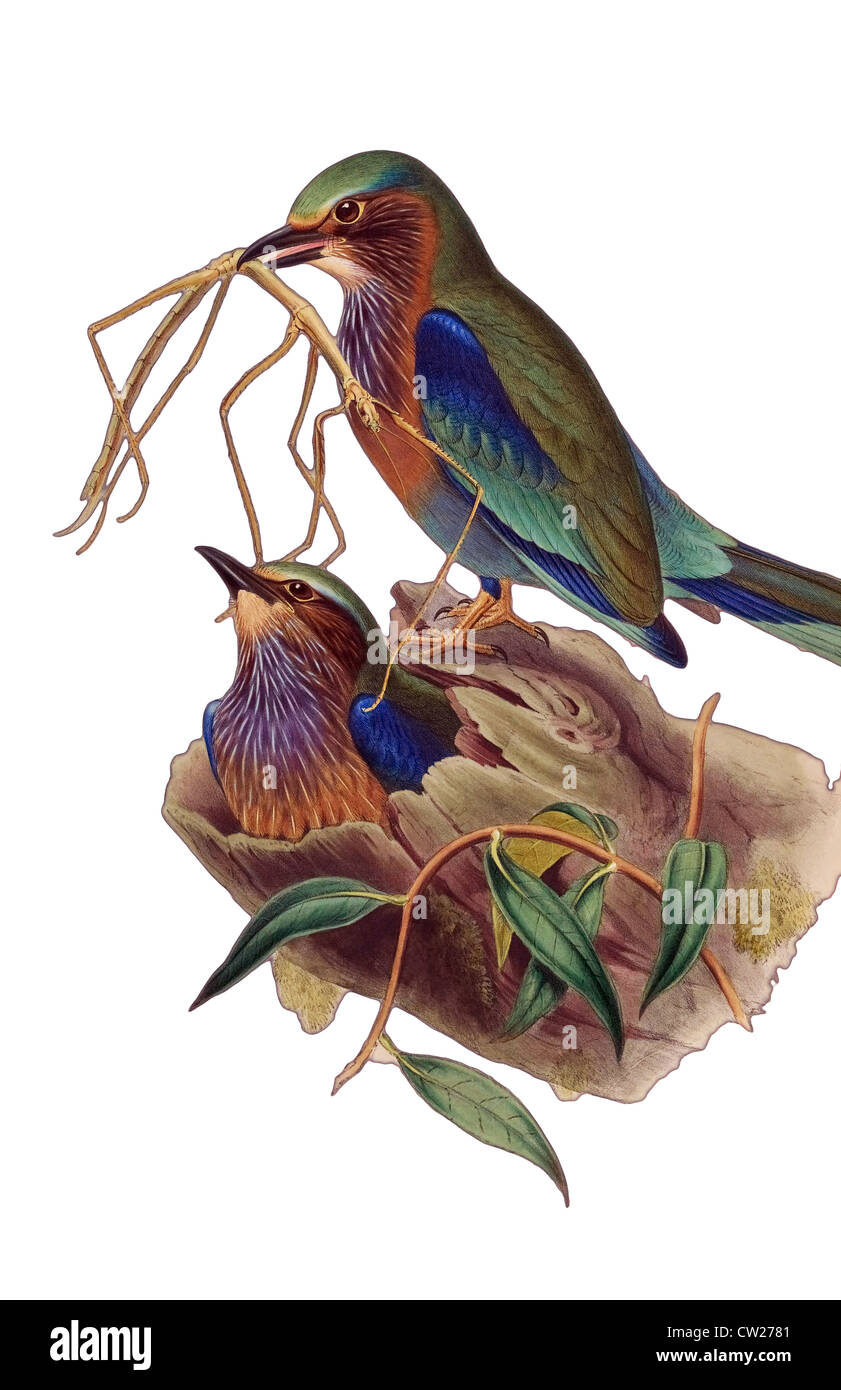 Illustrazione della giunta birmana rullo che si trova in Birmania, Siam, Cina,due uccelli nel nido, un uccello tenendo un bastone da passeggio o Stick Bug. Foto Stock